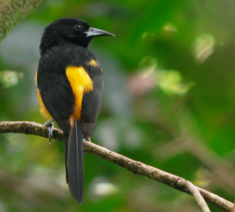 Montserrat Oriole 1