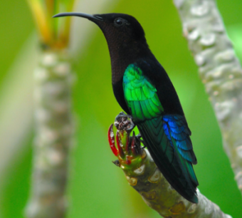 Purple-throated Carib