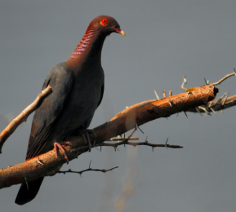 Scaly-naped Pigeon (Montserrat by Alistair Homer)