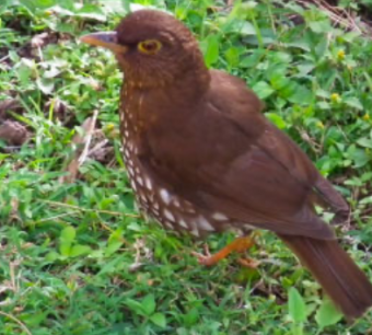 explore_forest_thrush